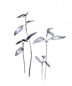 Pencil study of seedlings