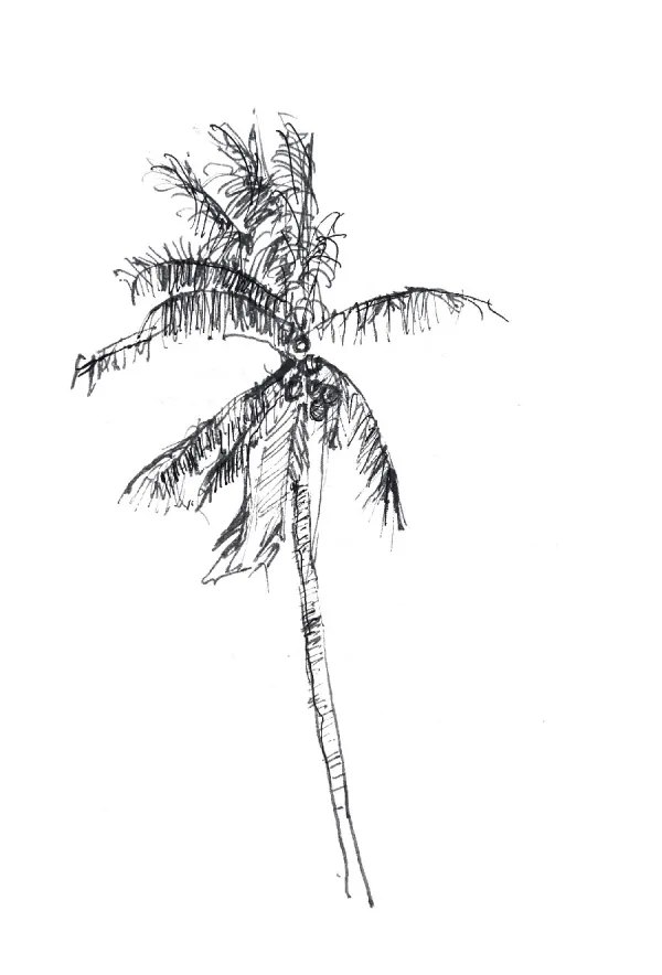 Ink sketch of a palm tree