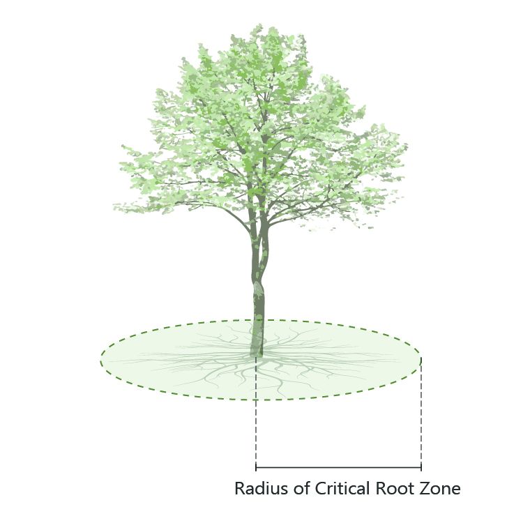 Critical root zone